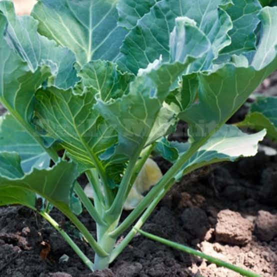 Sukuma Wiki (Collard Greens)