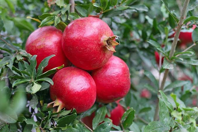 Pomegranate(Enkooma'wanga)
