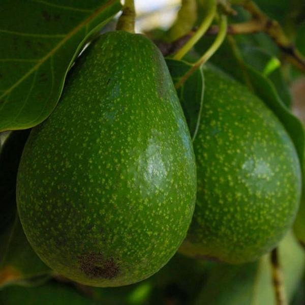 Fuerte Avocado