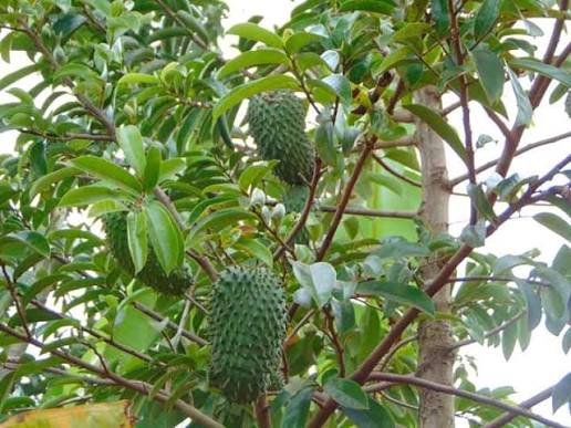 Soursop (Kitafeeri or Ekitafeeri)