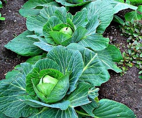 Cabbage