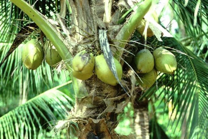 Coconut