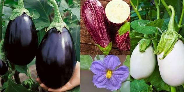 Eggplant