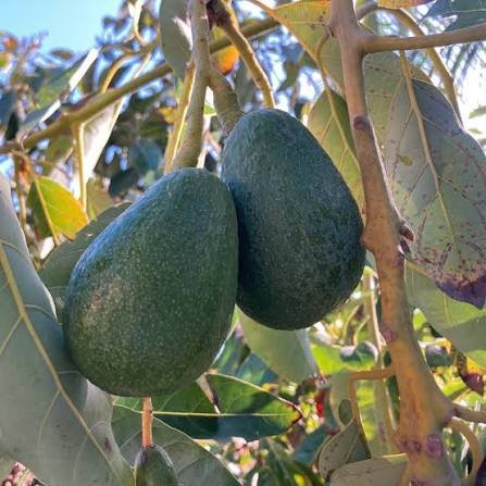Fuerte Avocado