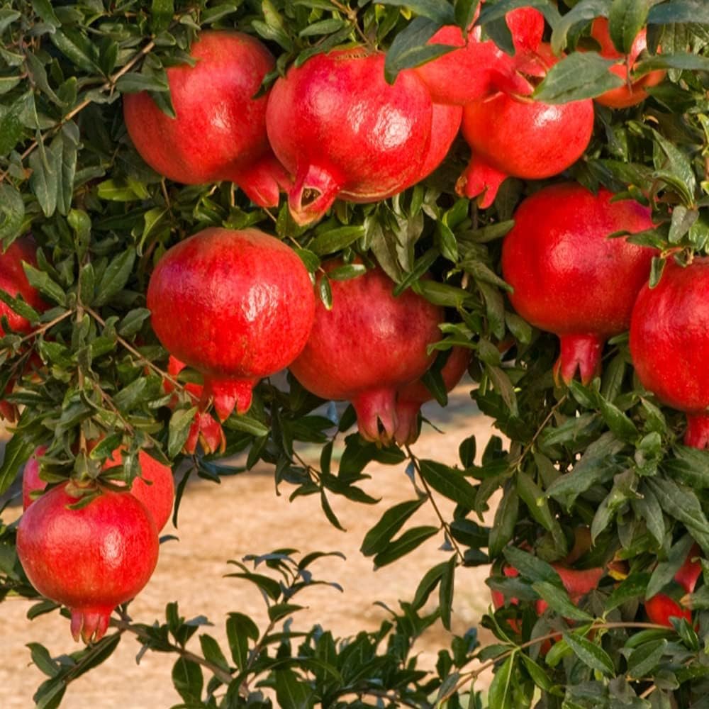 Pomegranate(Enkooma'wanga)