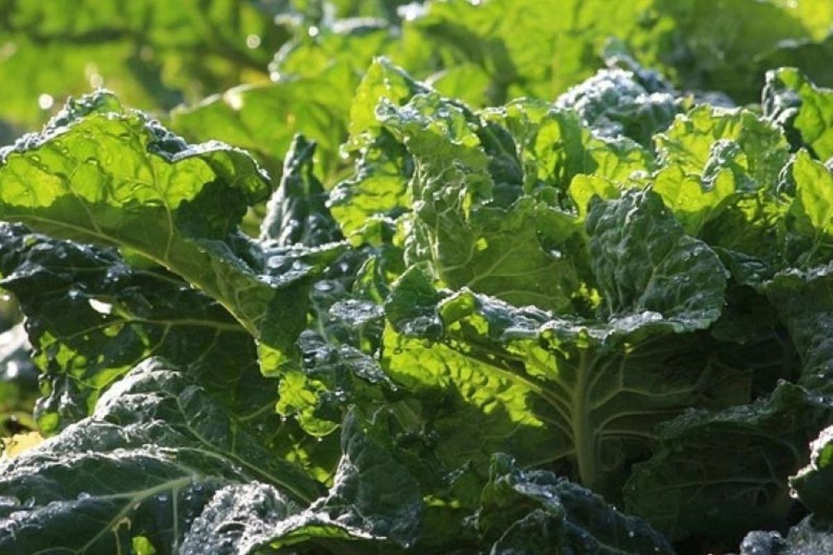 Sukuma Wiki (Collard Greens)