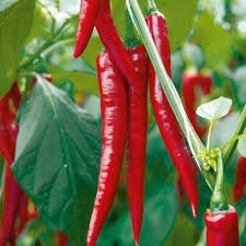 Hot Peppers