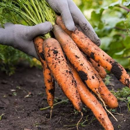 Fresh Carrots