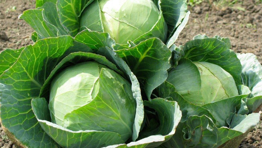 Cabbage