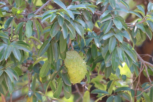 Soursop (Kitafeeri or Ekitafeeri)