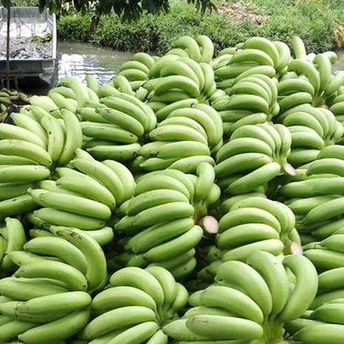 Fresh Cavendish Bananas (Yellow Bananas)