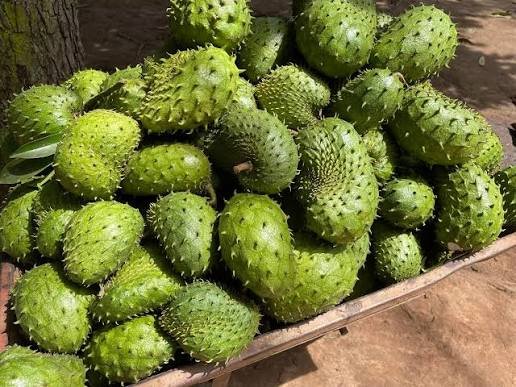 Soursop (Kitafeeri or Ekitafeeri)