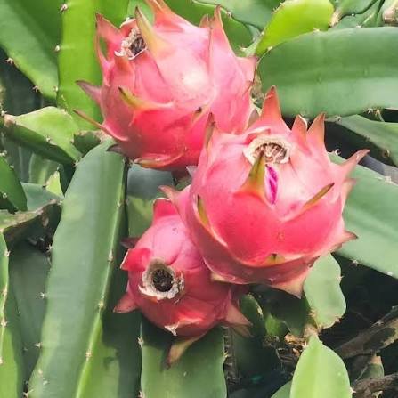 Dragon Fruit