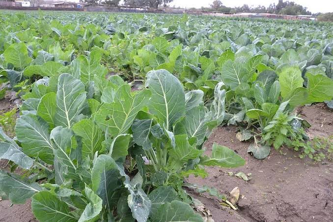 Sukuma Wiki (Collard Greens)
