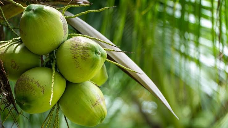 Coconut