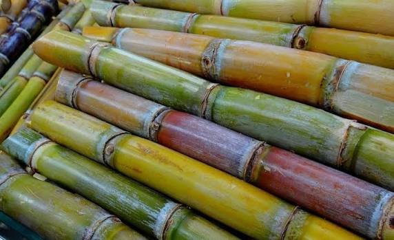 Sugarcane