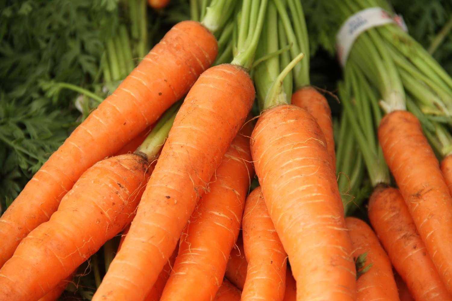 Fresh Carrots