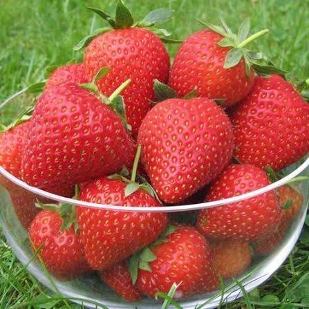 Sweet Strawberries