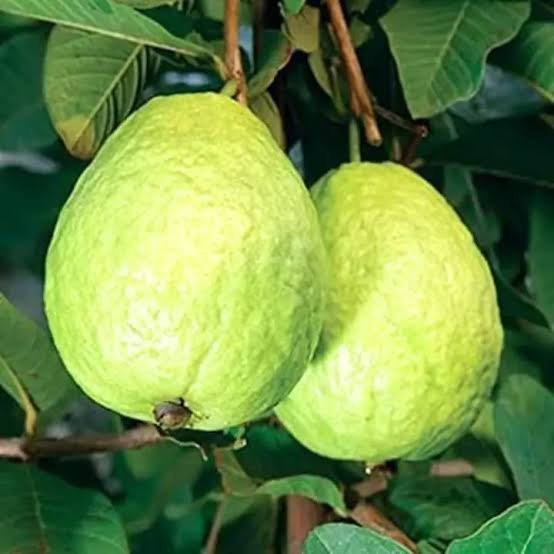 Guava (mapeera)