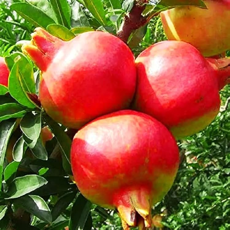 Pomegranate(Enkooma'wanga)