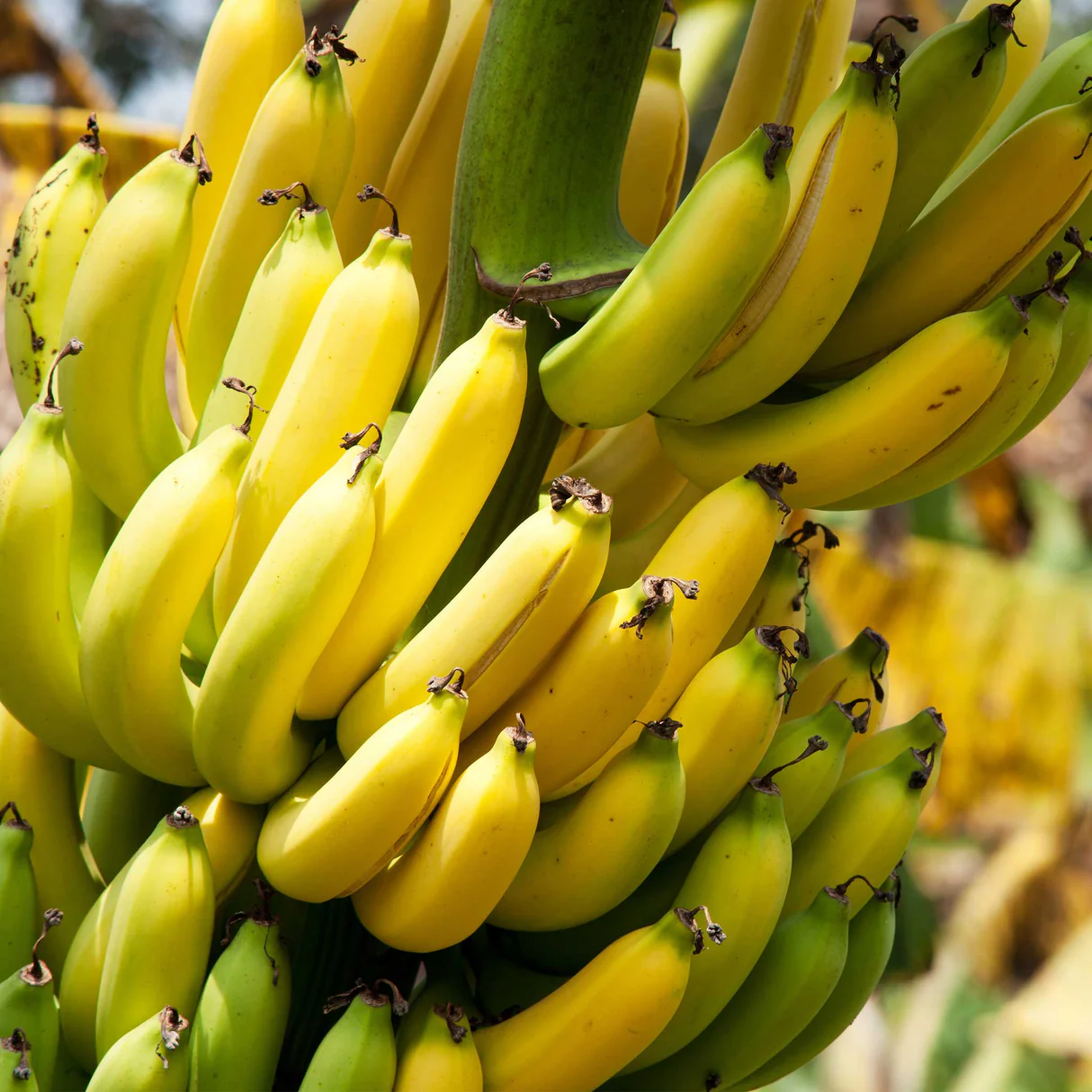 Fresh Cavendish Bananas (Yellow Bananas)