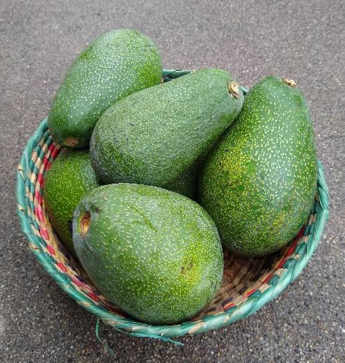 Fuerte Avocado