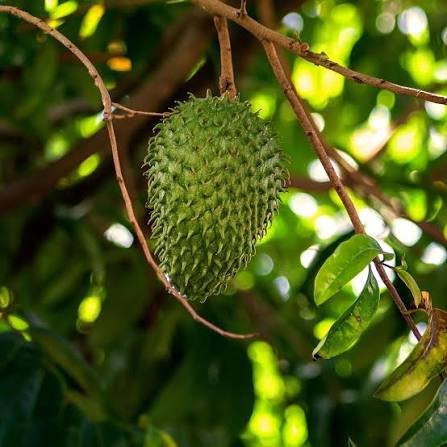 Soursop (Kitafeeri or Ekitafeeri)