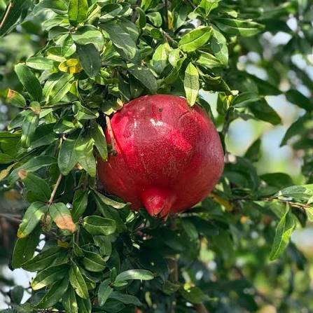 Pomegranate(Enkooma'wanga)