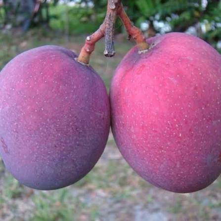 Tommy Atkins Mango