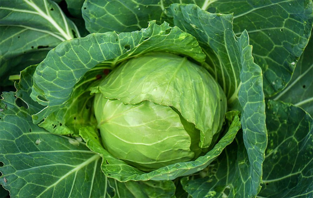Cabbage