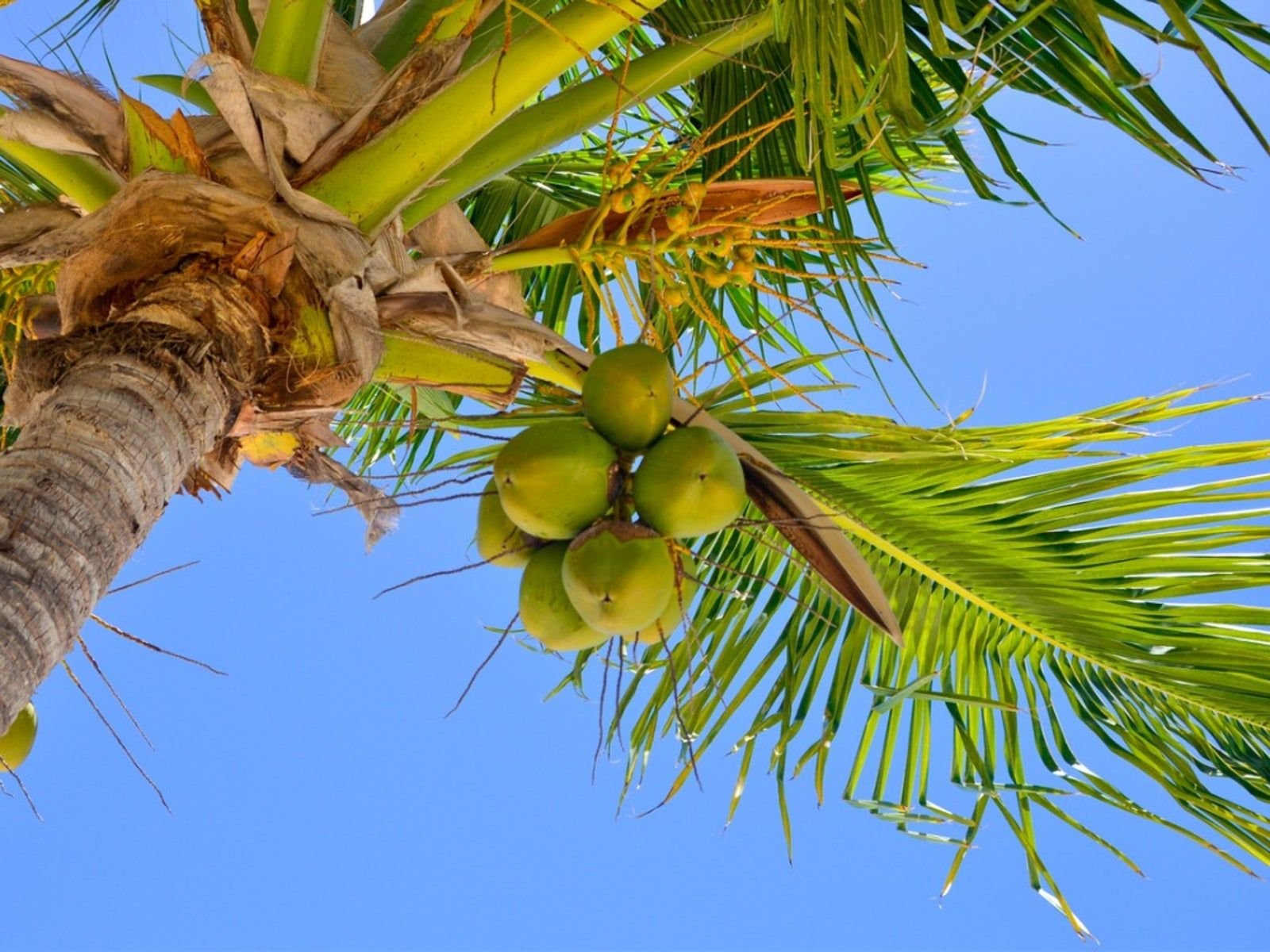 Coconut
