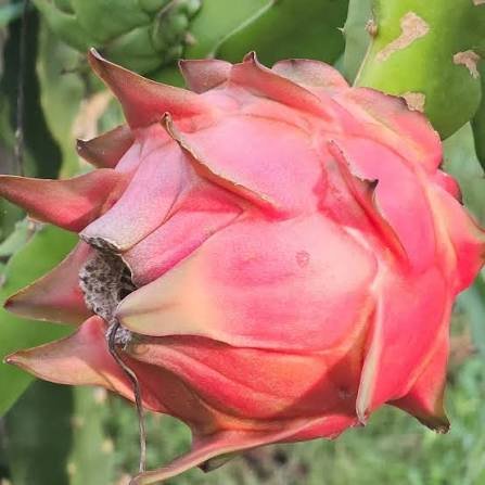 Dragon Fruit