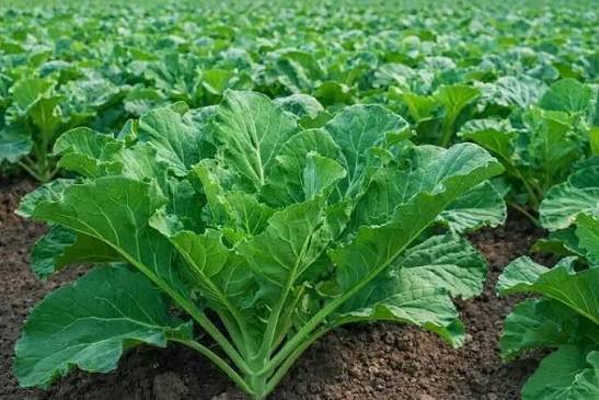 Sukuma Wiki (Collard Greens)