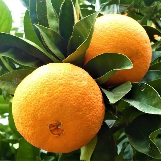 Oranges