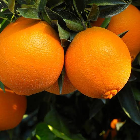 Oranges supplied by NextoAgro Exports