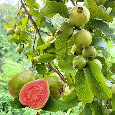 Guava (mapeera)