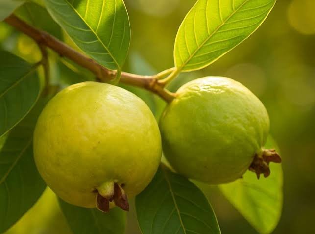 Guava (mapeera)